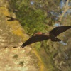 Ibis skalni - Geronticus eremita - Waldrapp - Bald Ibis 5726